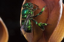 Orchid Bee (Euglossa sp) male visiting Orchid (Mormodes sp) flower