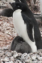Adelie Penguin (Pygoscelis adeliae) parent with chicks, Palmer Station, Antarctic Peninsula, Antarctica