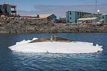 Crabeater Seal (Lobodon carcinophagus) pair on ice floe near coast, Palmer Station, Antarctic Peninsula, Antarctica