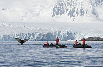 Humpback Whale (Megaptera novaeangliae) diving near coast with tourists watching, Antarctic Peninsula, Antarctica