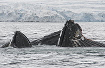 Humpback Whale (Megaptera novaeangliae) pair bubble net feeding, Antarctic Peninsula, Antarctica