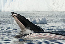 Humpback Whale (Megaptera novaeangliae) pair gulp feeding, Antarctic Peninsula, Antarctica
