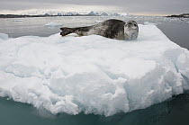 Leopard Seal (Hydrurga leptonyx) on ice floe, Antarctic Peninsula, Antarctica