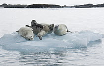 Crabeater Seal (Lobodon carcinophagus) group on ice floe, Antarctic Peninsula, Antarctica