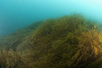 Brown Algae (Desmarestia anceps) kelp forest, Palmer Station, Antarctic Peninsula, Antarctica