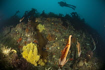 Antarctic Sun Starfish (Labidiaster annulatus), Hydrozoan (Candelabrum penola), and Sponge (Mycale acerata) below kelp forest, Palmer Station, Antarctic Peninsula, Antarctica
