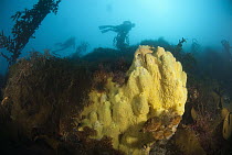 Sponge (Mycale acerata) and kelp forest, Palmer Station, Antarctic Peninsula, Antarctica
