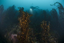 Brown Algae (Cystosphaera jacquinotii) kelp forest and scuba diver, Palmer Station, Antarctic Peninsula, Antarctica