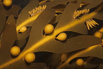 Brown Algae (Cystosphaera jacquinotii) pneumatocysts and blades, Palmer Station, Antarctic Peninsula, Antarctica