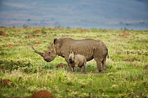 White Rhinoceros (Ceratotherium simum) mother and calf, Kwazulu Natal, South Africa