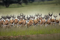 Springbok (Antidorcas marsupialis) male herd running, Kalahari, Northern Cape, South Africa