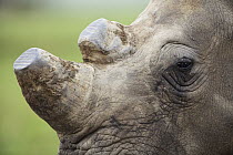 White Rhinoceros (Ceratotherium simum) with horns removed as anti-poaching measure, Rietvlei Nature Reserve, Gauteng, South Africa
