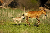 Red Hartebeest (Alcelaphus caama) mother and calf running, Rietvlei Nature Reserve, Gauteng, South Africa