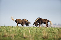 Black Wildebeest (Connochaetes gnou) males sparring, Rietvlei Nature Reserve, Gauteng, South Africa