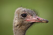 Ostrich (Struthio camelus) portrait, Rietvlei Nature Reserve, Gauteng, South Africa