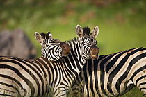 Burchell's Zebra (Equus burchellii) males, Rietvlei Nature Reserve, Gauteng, South Africa
