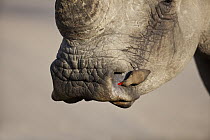White Rhinoceros (Ceratotherium simum) and Red-billed Oxpecker (Buphagus erythrorhynchus) picking off insects from nostril, Kruger National Park, South Africa