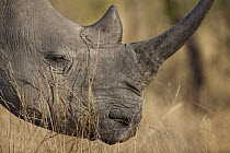 White Rhinoceros (Ceratotherium simum), Sabi Sands Game Reserve, Mpumalanga, South Africa