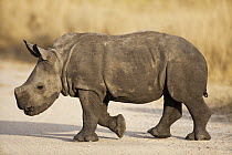 White Rhinoceros (Ceratotherium simum) calf, Sabi Sands Game Reserve, Mpumalanga, South Africa