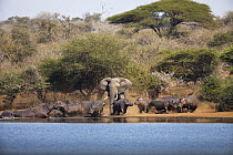 African Elephant (Loxodonta africana) bull chasing Hippopotamus (Hippopotamus amphibius) group, Kruger National Park, South Africa