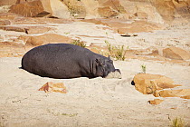 Hippopotamus (Hippopotamus amphibius) resting on shore, Kruger National Park, South Africa