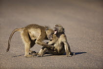 Chacma Baboon (Papio ursinus) juveniles play-fighting on road, Kruger National Park, South Africa