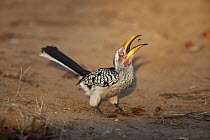 Southern Yellow-billed Hornbill (Tockus leucomelas) feeding on insect, Limpopo, South Africa