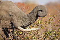 African Elephant (Loxodonta africana) bull browsing on Mopane (Colophospermum mopane) tree, Limpopo, South Africa