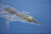 Nile Crocodile (Crocodylus niloticus) floating on water surface, Mpumalanga, South Africa