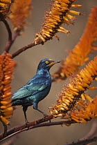 Greater Blue-eared Glossy-Starling (Lamprotornis chalybaeus) on aloe, Mpumalanga, South Africa