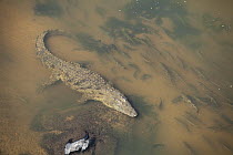 Nile Crocodile (Crocodylus niloticus) and fish, Mpumalanga, South Africa