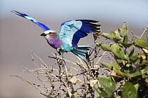 Lilac-breasted Roller (Coracias caudata) landing, Limpopo, South Africa