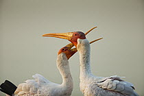 Yellow-billed Stork (Mycteria ibis) pair courting, Limpopo, South Africa