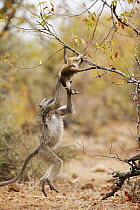 Chacma Baboon (Papio ursinus) juvenile playing with baby, Kruger National Park, South Africa