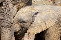 African Elephant (Loxodonta africana) calf, Limpopo, South Africa