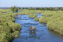 African Elephant (Loxodonta africana) crossing river, Kruger National Park, South Africa