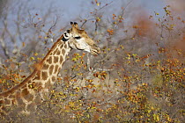 South African Giraffe (Giraffa giraffa giraffa) in Mopane (Colophospermum mopane) forest, Limpopo, South Africa