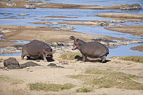 Hippopotamus (Hippopotamus amphibius) bulls fighting, Kruger National Park, South Africa