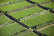 Orchards and tree wind breaks, Western Cape, South Africa