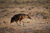 Brown Hyena (Hyaena brunnea), Kgalagadi Transfrontier Park, Botswana