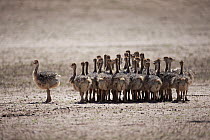 Ostrich (Struthio camelus) chicks, Kgalagadi Transfrontier Park, Botswana