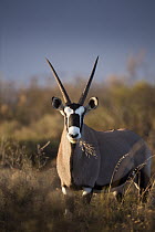 Gemsbok (Oryx gazella) feeding on grass, Northern Cape, South Africa