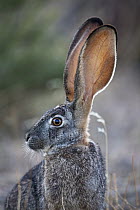 Scrub Hare (Lepus saxatilis), Northern Cape, South Africa
