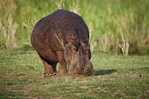 Hippopotamus (Hippopotamus amphibius) grazing, Limpopo, South Africa