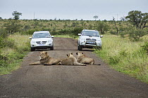 African Lion (Panthera leo) group and tourists, Kruger National Park, South Africa