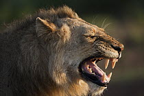 African Lion (Panthera leo) male flehming, Kruger National Park, South Africa