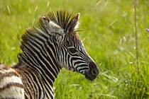 Burchell's Zebra (Equus burchellii) foal, Rietvlei Nature Reserve, Gauteng, South Africa