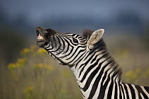 Burchell's Zebra (Equus burchellii) flehming, Rietvlei Nature Reserve, Gauteng, South Africa