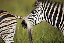 Burchell's Zebra (Equus burchellii) male smelling female, Rietvlei Nature Reserve, Gauteng, South Africa