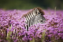 Burchell's Zebra (Equus burchellii) amongst Pompom Weed (Campuloclinium macrocephalum) flowers, Rietvlei Nature Reserve, Gauteng, South Africa